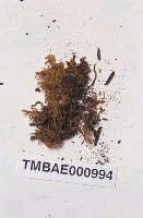 腐木苔屬藏品圖，第6張